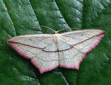 beige and pink moth perching on green leaf in close-up photography