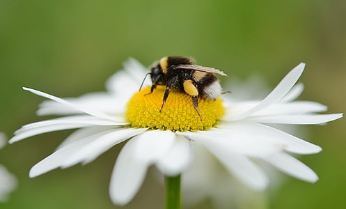 bumblebee perched on white daisy flower in closeup photography