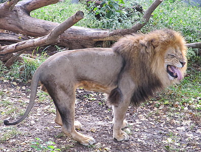lion standing near brown tree log