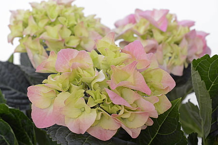 pink-and-green hydrangeas in bloom close up photot