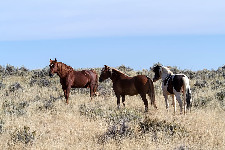 three horses standing on the ground surrounded by grass