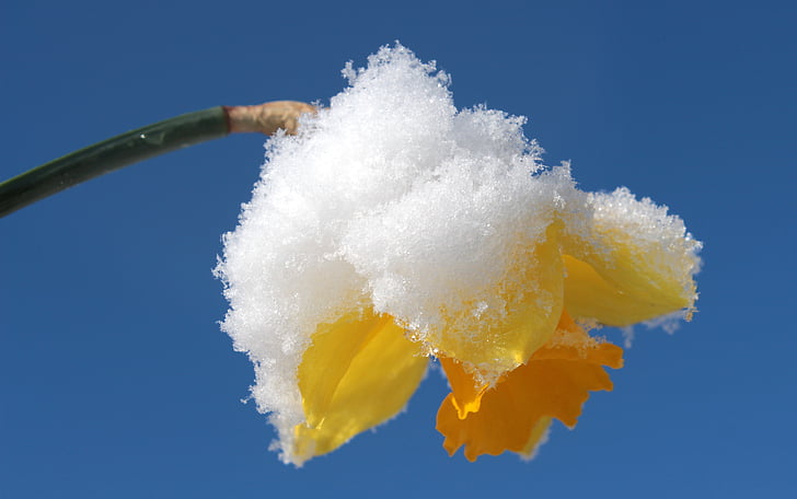 snow covered yellow flower