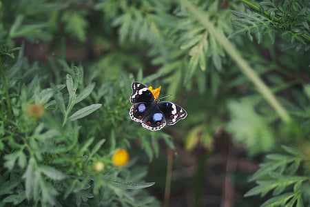 black and white butterfly on yellow flowers closeup photography