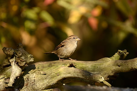 brown bird perched on tree branch