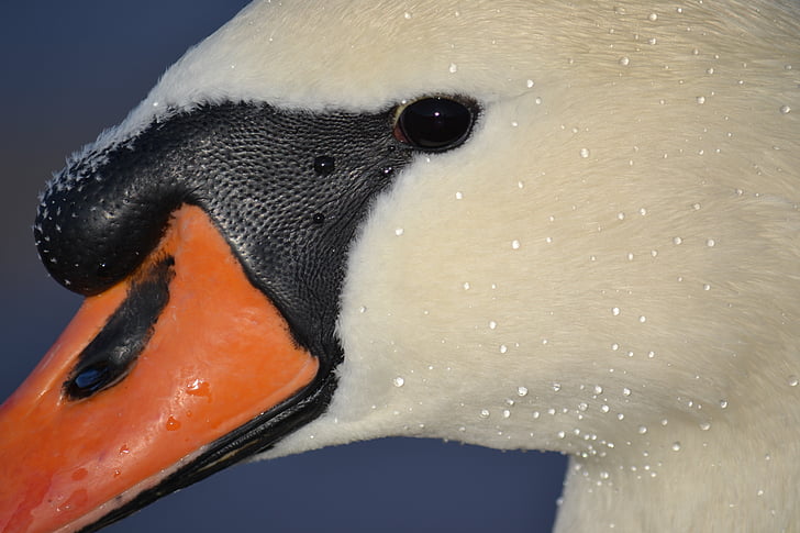 macro photography of white and black duck head