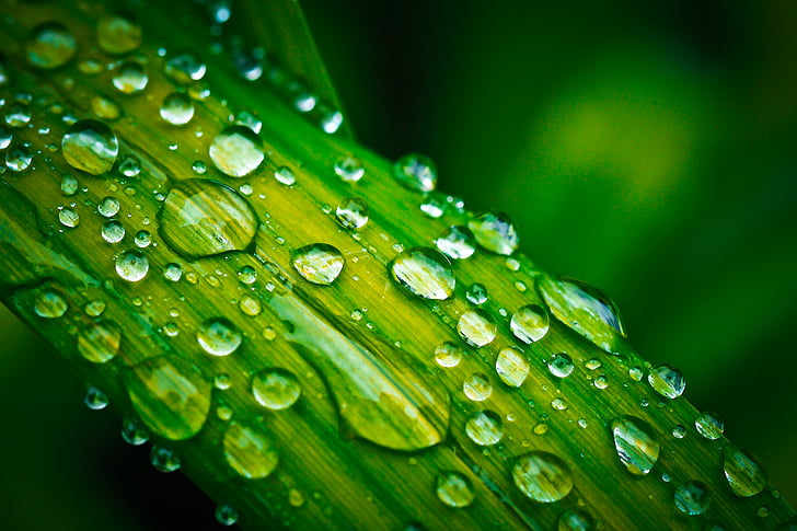 dew drops on green leaf plant