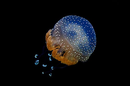 blue and brown jellyfish photo