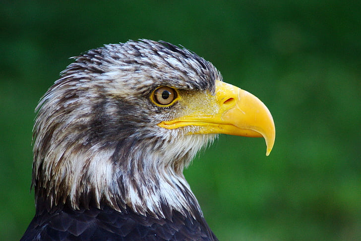 closeup photo of an eagle