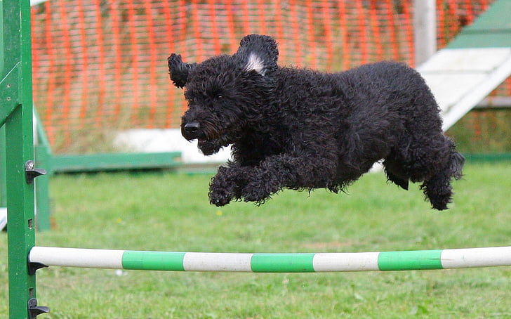long-coated black puppy jump during daytime