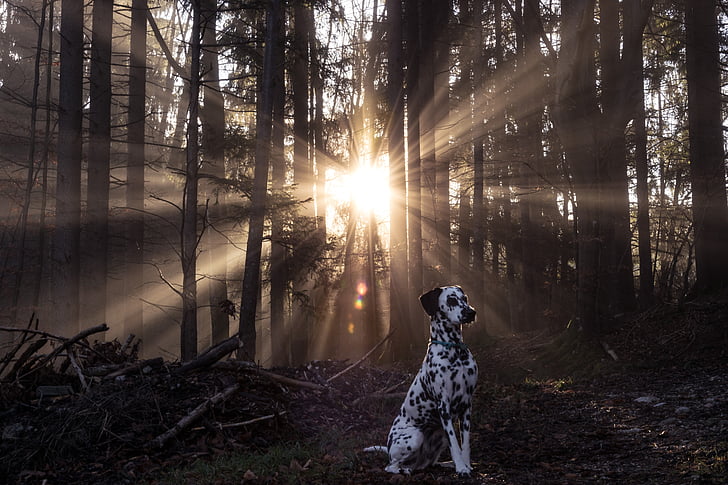 adult dalmatian standing near bare tree during golden hour