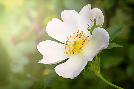 white wild rose in bloom close up photo