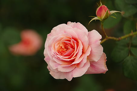 selective focus photography of pink rose in full bloom