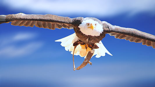 photo of brown and white eagle