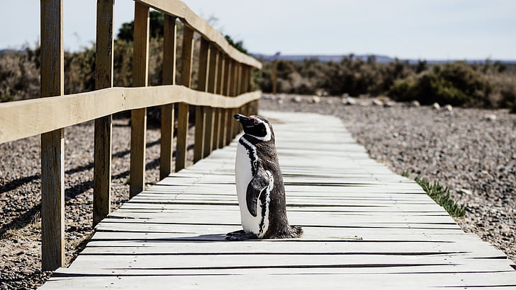 penguin standing on brown wooden pathway