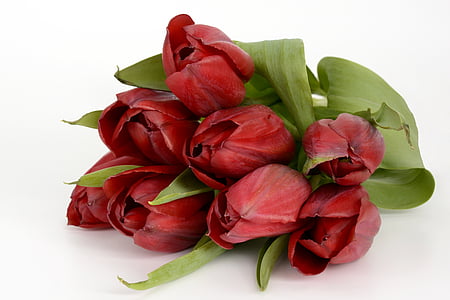 bouquet of red tulip flowers