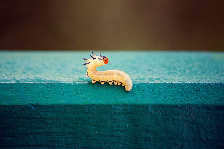 yellow caterpillar on teal concrete surface