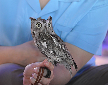 grey and white owl perched on person's hand