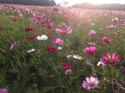 pink-and-white flower field during daytime