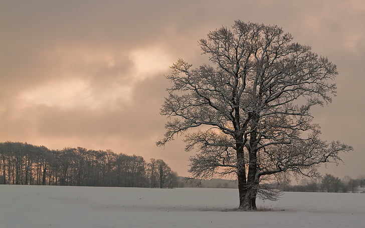 bare tree on ground covered with snow