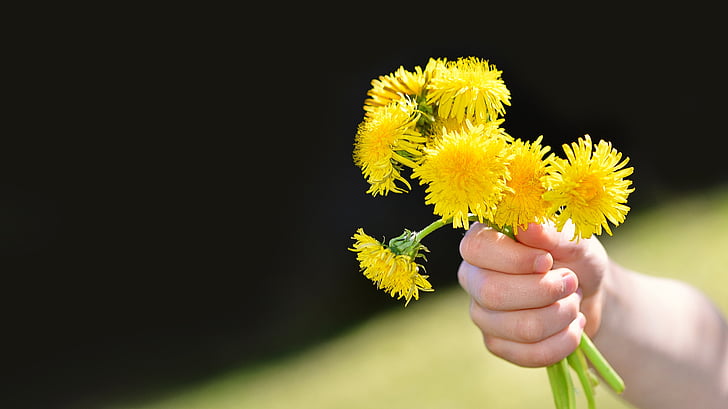 person holding several yellow petaled flowers during daytime