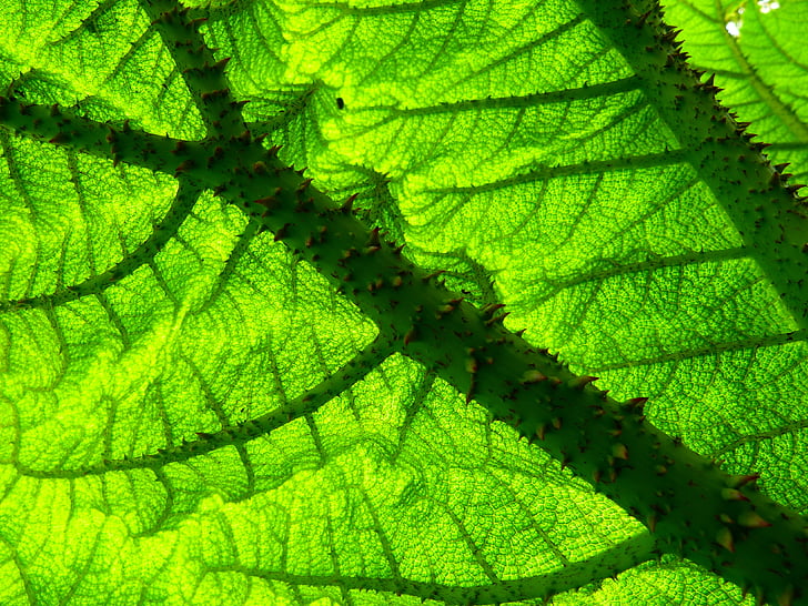 focus photo of green leaf