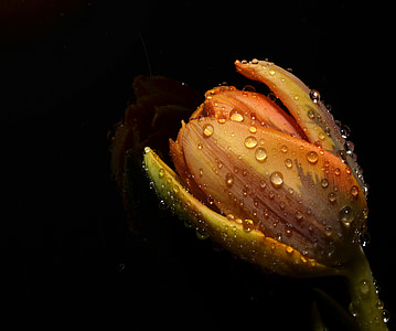 yellow tulip with water droplets closeup photography