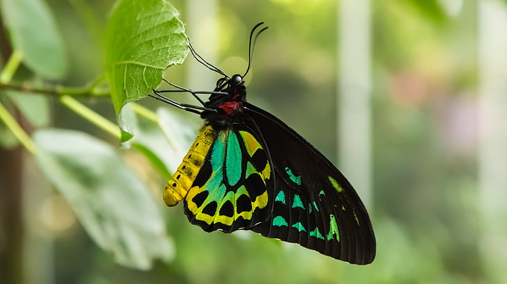 yellow, black, and green butterfly on leaf