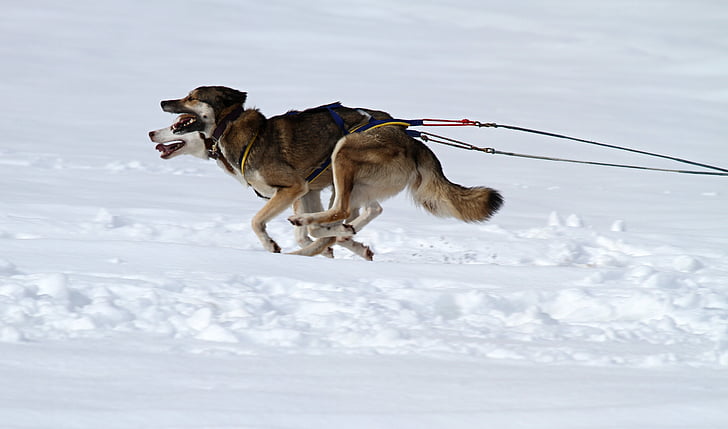 two Siberian huskies pulling sleigh on snow covered ground