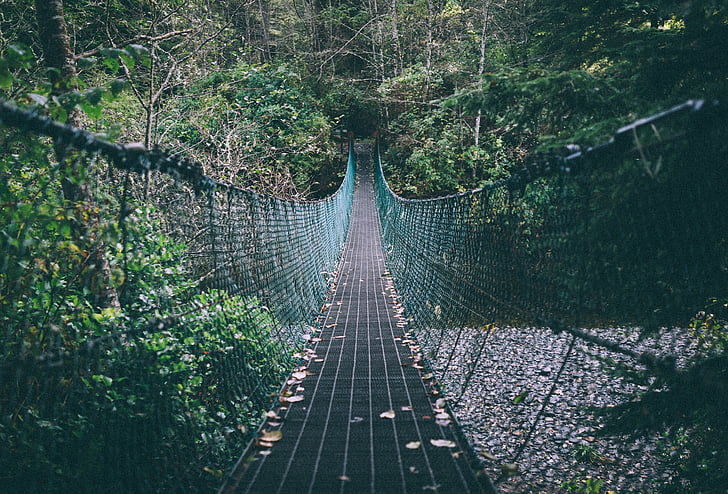 blue hanging bridge surrounded by trees