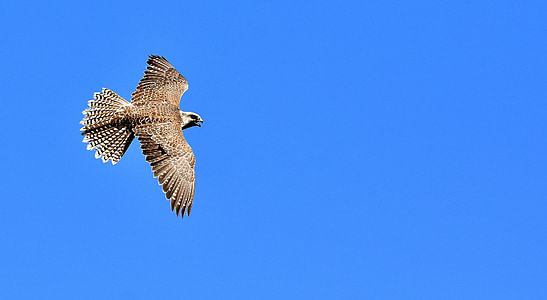 brown hawk flying during daytime