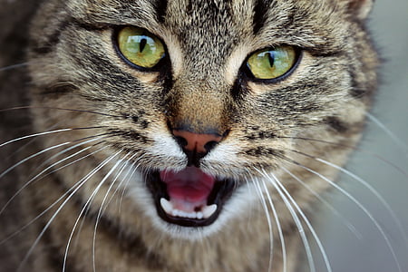 closeup photography of brown tabby cat