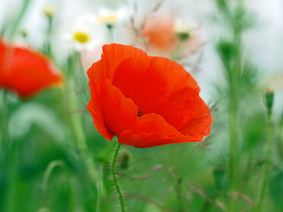 selective-focus photography of orange poppy flower at bloom