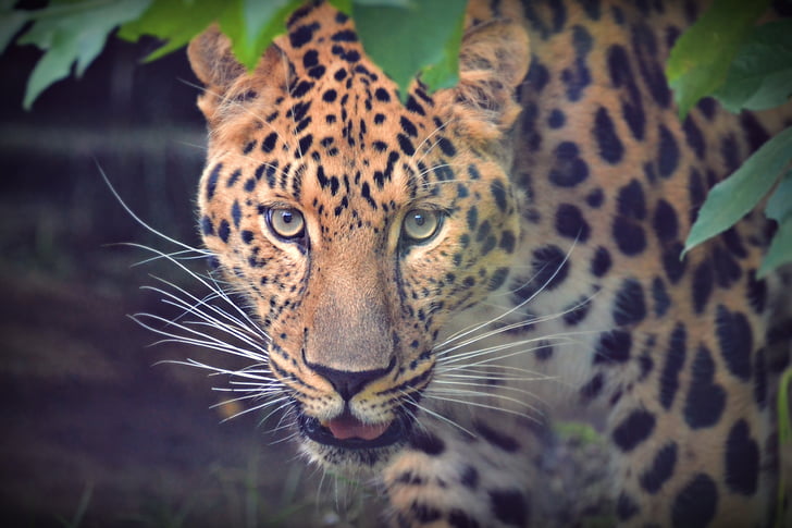 leopard near plant