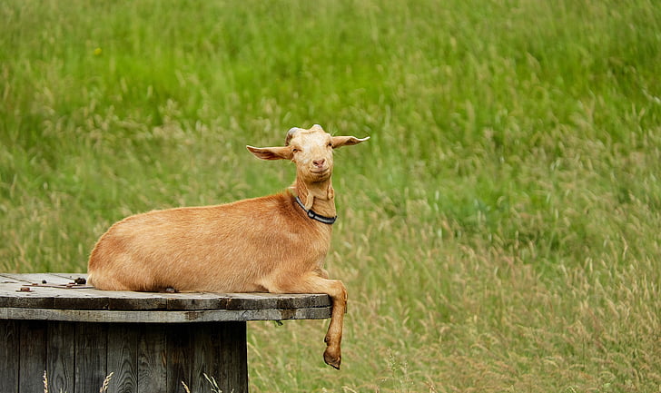 brown goat photography during daytime