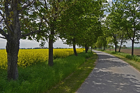 road between trees