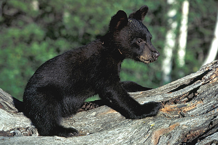 black grizzly bear cub on top of tree