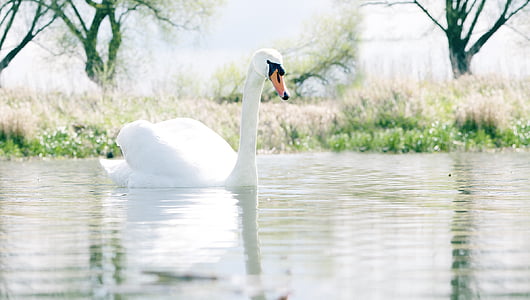 white swan at water