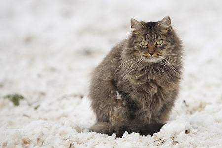 long-coated brown cat on top of white surface