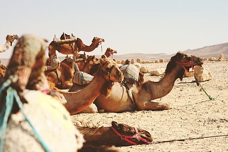 group of camels lying on desert