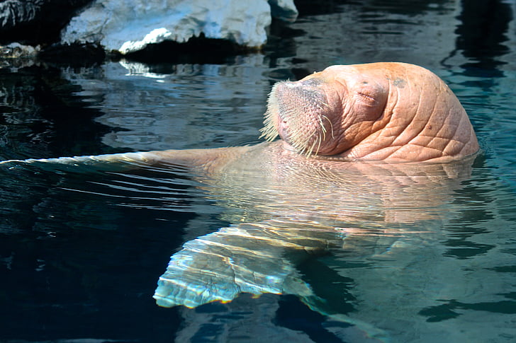 brown walrus swimming on body of water