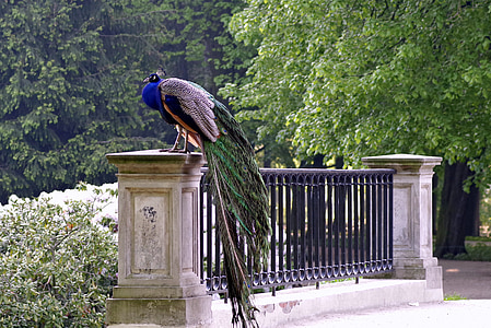 peacock on bride rail
