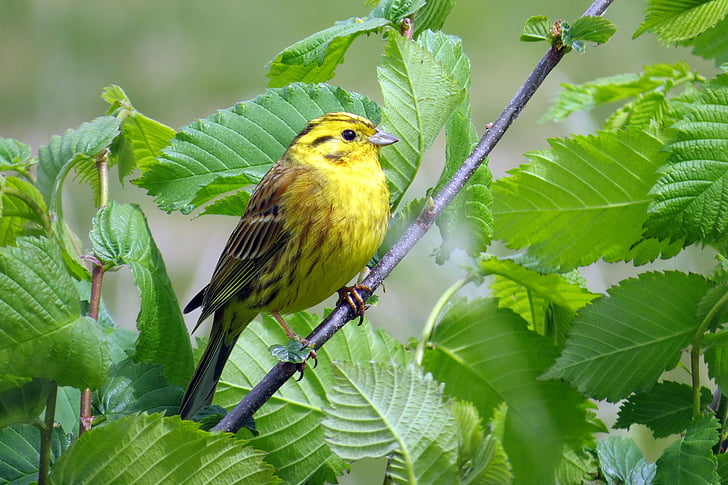 yellow bird perched on branch at daytime