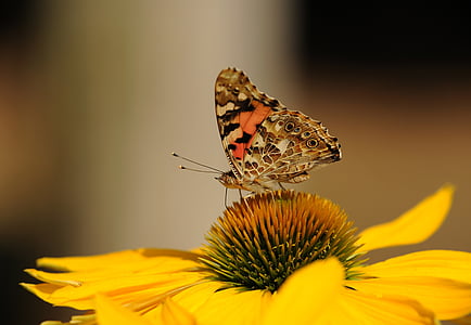 macro photography of painted lady butterfly perched on sunflower