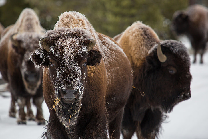 selective focus photography of brown bison