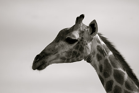 portrait photograph of giraffe