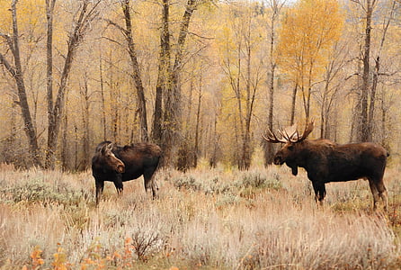 two brown moose on plant field near trees