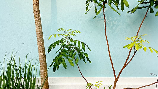green leaf plant beside wall