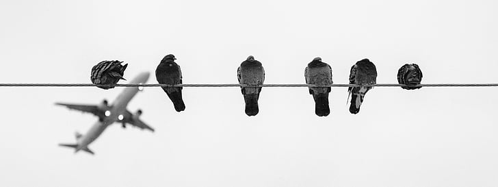 greyscale photo of six pigeons perching on wire