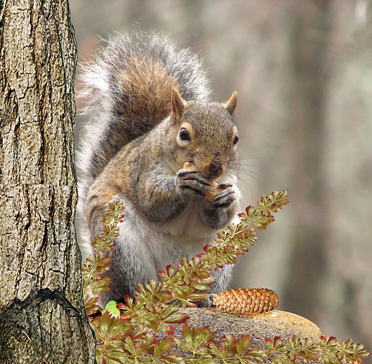 squirrel eating pine cone on brown branch