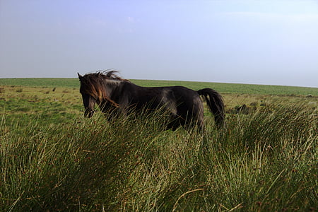black horse standing on grass